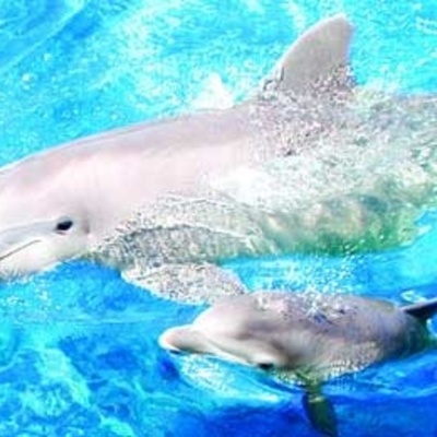 Timeline: Línea  del tiempo experiencia personal