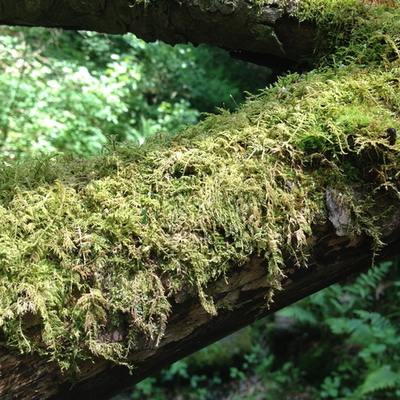 Timeline: Our Environment Through Time