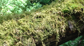 Timeline: Our Environment Through Time