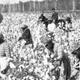 Slaves in cotton field