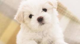 Timeline: Mr. Foster World History block 1