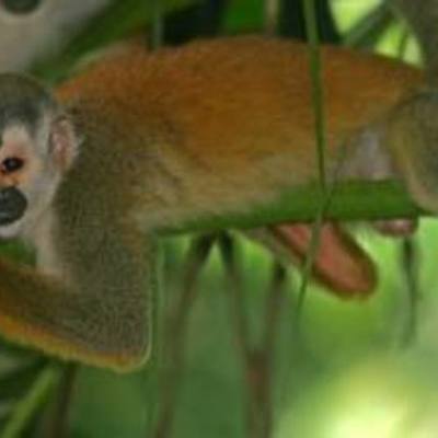 Timeline: Oliver's reading log