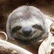 Space sloth