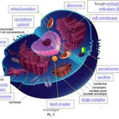 Timeline: Cell Timeline