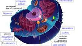 Timeline: Cell Timeline