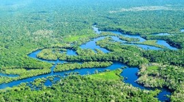 Timeline: Deforestation