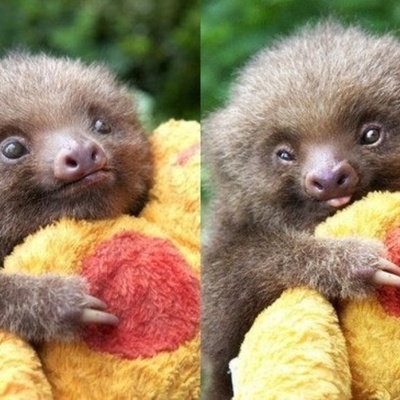 Timeline: Textbooks and Piracy Research Paper Timeline