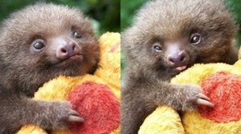 Timeline: Textbooks and Piracy Research Paper Timeline