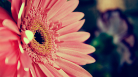 Timeline: My Timeline