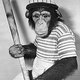 Monkey holding baseball bat
