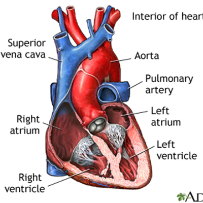 Timeline: The Artificial Heart