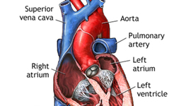 Timeline: The Artificial Heart