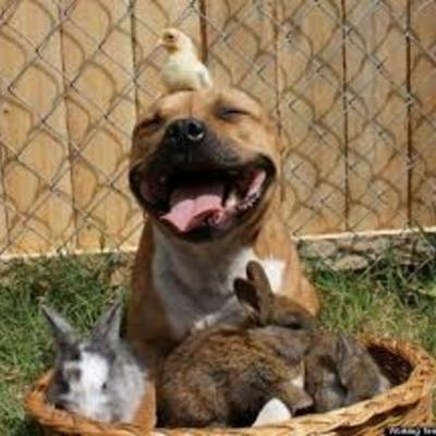 Timeline: Breed Specific Legislation Regarding Pit Bulls