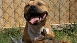 Timeline: Breed Specific Legislation Regarding Pit Bulls