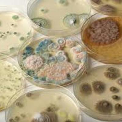 Timeline: Food Illness Outbreaks