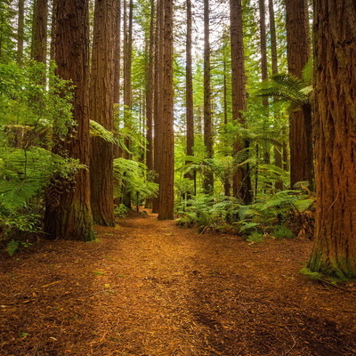 Timeline: TOWNSEND- ENVPOLICY