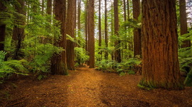 Timeline: TOWNSEND- ENVPOLICY