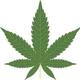 Marijuana leaf