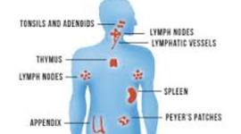 Timeline: Immune System