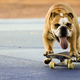 Bulldog on a skateboard