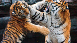 Timeline: history of space exploration