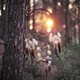 Dream catcher