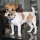 Jack russell4 2.jpg w450
