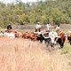 Cattle drive