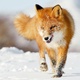 Red fox hd wallpaper