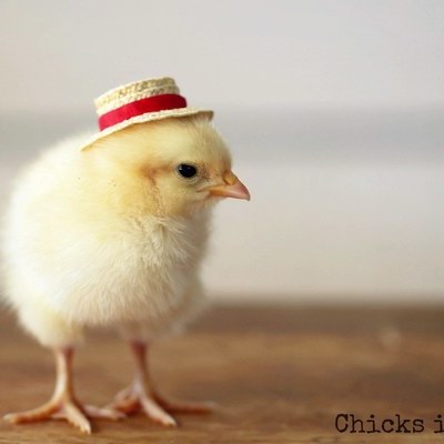 Timeline: Using Sequencing Words