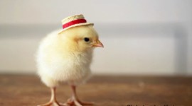 Timeline: Using Sequencing Words