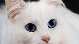 Timeline: Texas History