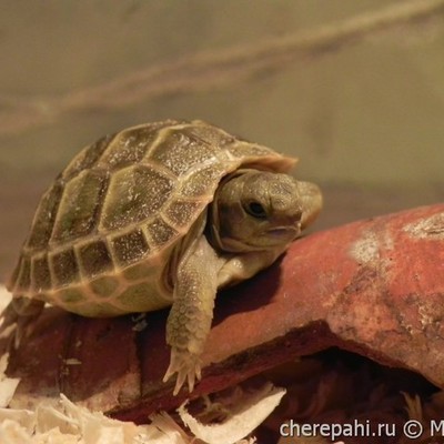 Timeline: Моя черепаха