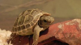 Timeline: Моя черепаха