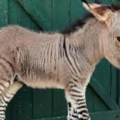 Timeline: Hybrid Animals