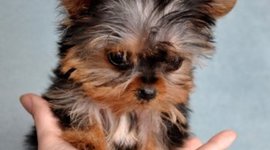 Timeline: Nicolaus Copertinous