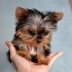 Yorkie puppiesmicro teacup yorkie puppies for sale xvojdbd4