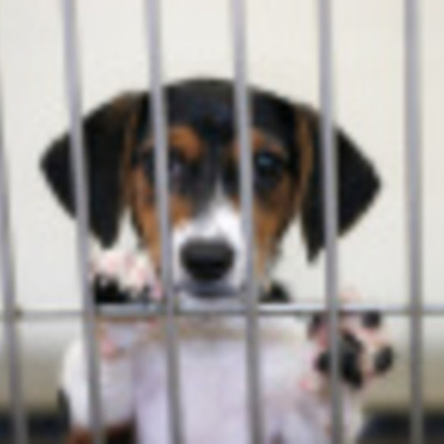 Timeline: Abandoned to Forever Family & Fun