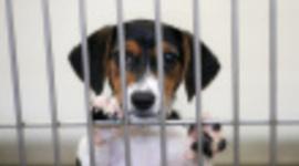 Timeline: Abandoned to Forever Family & Fun