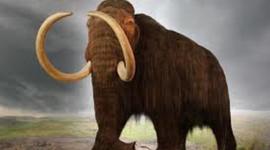 Timeline: The Extinction of the Ages