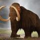 Wooly mammoth