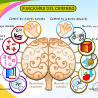 Timeline: Estudio del cerebro