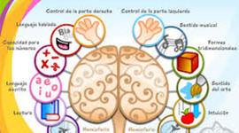 Timeline: Estudio del cerebro