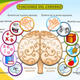 Cerebro2