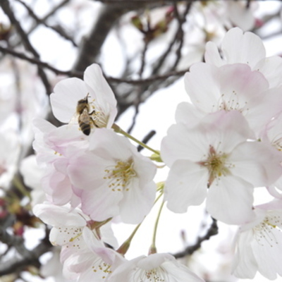 Timeline: Important Dance History: 300CE - 1800CE