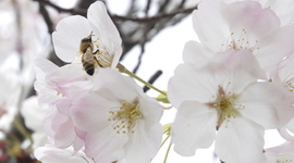 Timeline: Important Dance History: 300CE - 1800CE