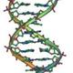 Double helix dna