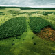 Wwf lungs