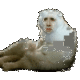 Nic cat