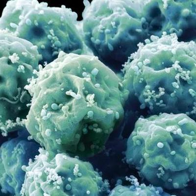 Timeline: Stem Cell Research Timeline